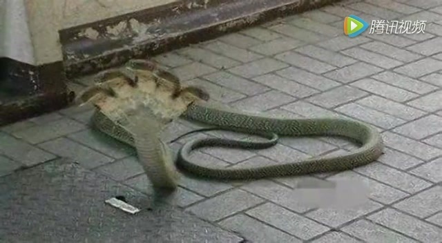 世界奇闻怪事mobi